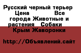 Русский черный терьер › Цена ­ 35 000 - Все города Животные и растения » Собаки   . Крым,Жаворонки